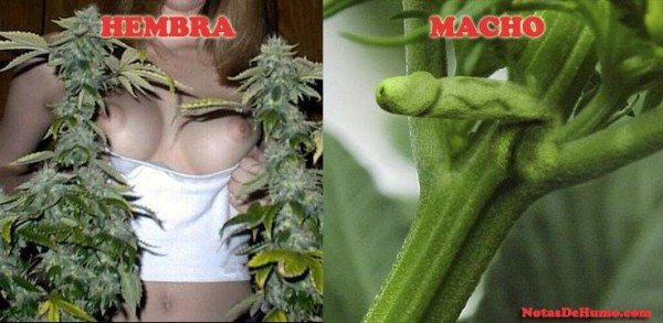 Como diferenciar una planta de Marihuana macho de una planta Hembra....