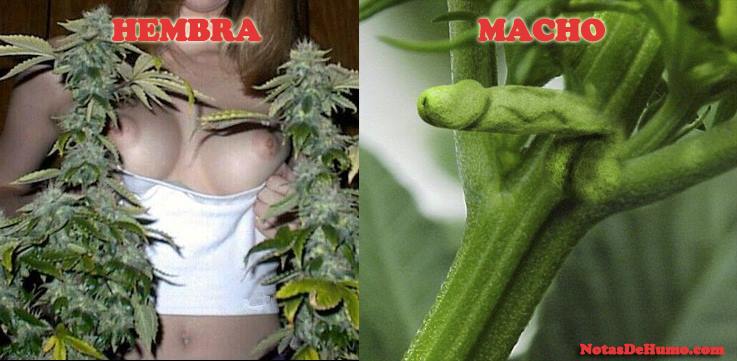 Como diferenciar una planta de Marihuana macho de una planta Hembra….