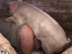 Cerdo tiene sexo anal con una mujer