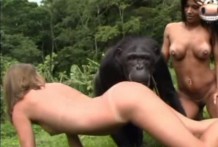 Sexo con un chimpance