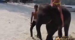 Elefante aspirando la arena de un coño