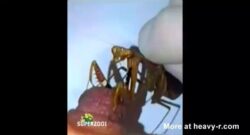 Mantis religiosa chupando un pezón