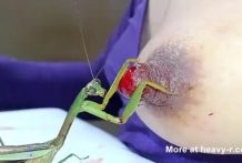 Mantis comiendo pezones sangrientos
