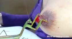 Mantis comiendo pezones sangrientos