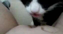 Zoofilia con Gato – Videos de sexo oral a una chica