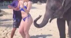 El elefante te quiere follar el culo