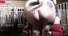 Cerdo se folla a una mujer puta en la pocilga